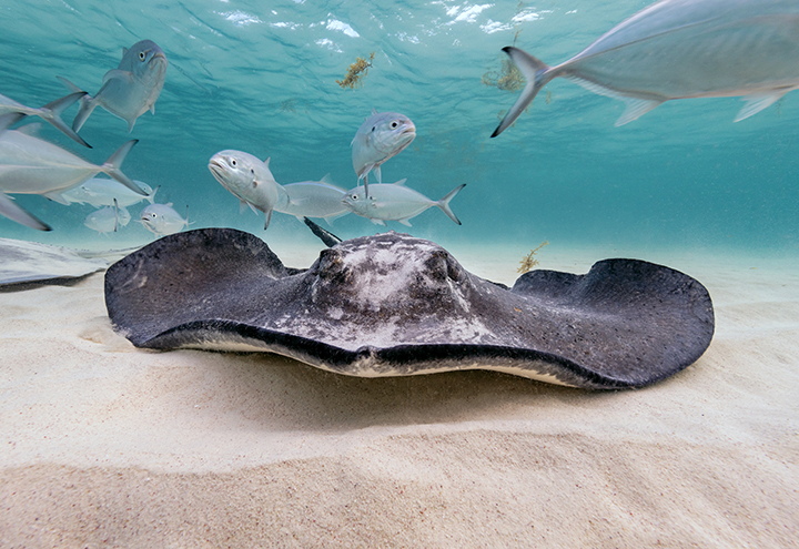 Stingray on the ocean floor