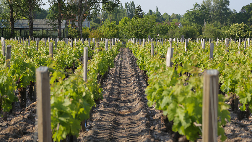 Pauillac Vineyard