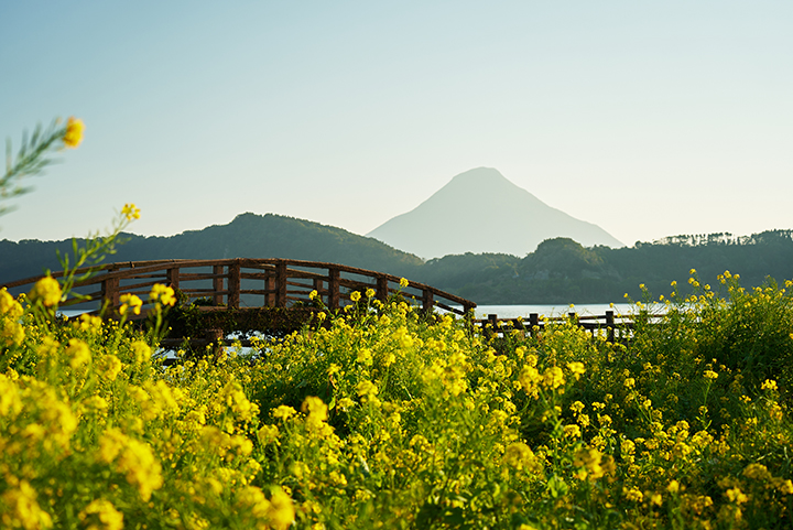 A field of yellow flowers with a wooden bridge and a mountain in the distance.