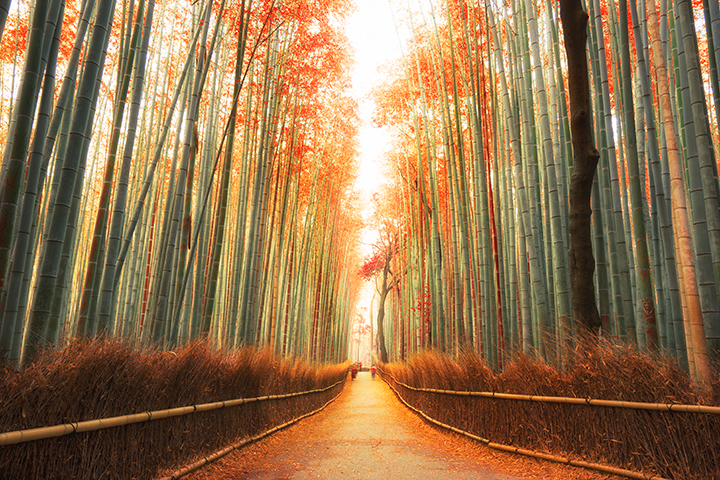 A straight pathway runs through a Kyoto bamboo forest with golden autumn leaves.