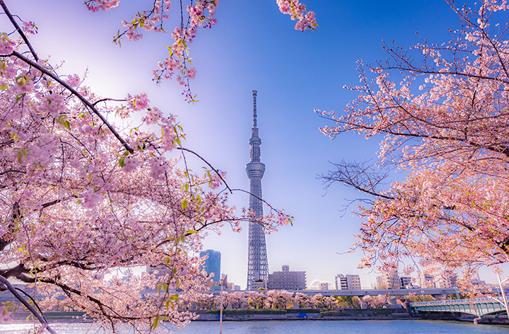 Tokyo Skytree towers in the distance framed by blooming cherry blossoms.