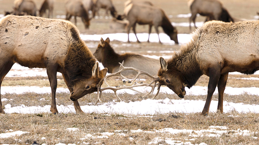 Elks battling with their antlers.