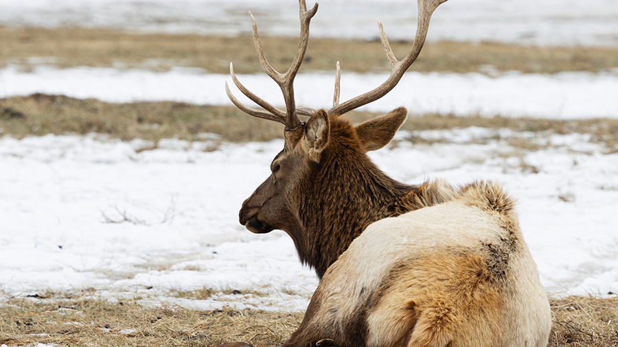 Elk laying down in a field.