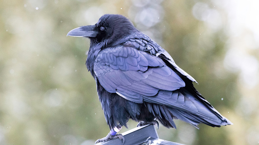 Raven bird perched on a branch.