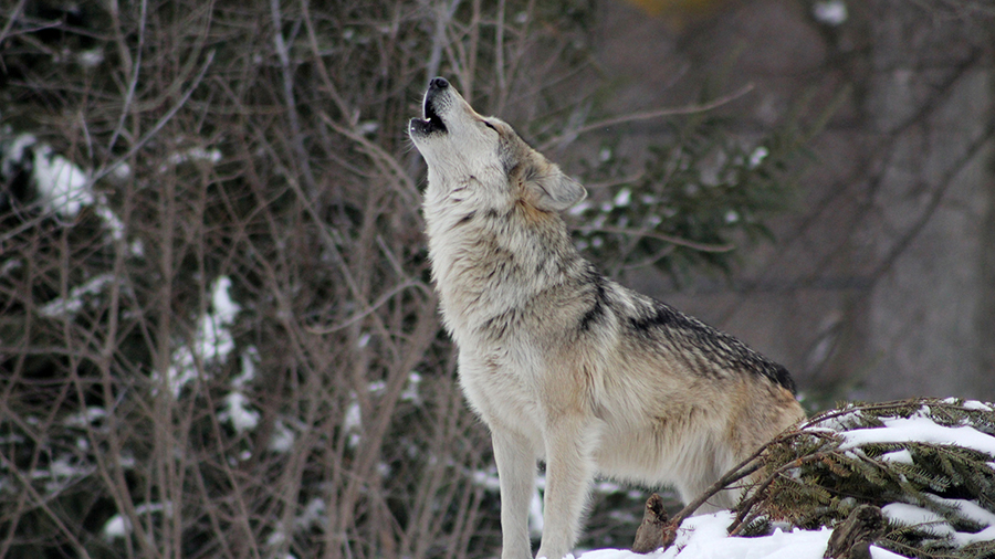 Lone wolf howling outside.