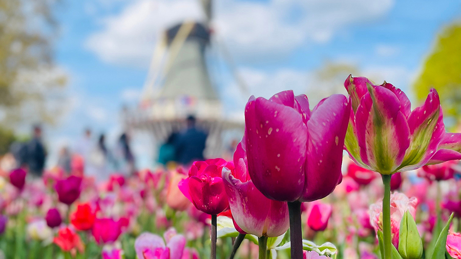 Vibrant pink and magenta tulips in the foreground with a blurred windmill and blue sky in the background, creating a serene, springtime scene.