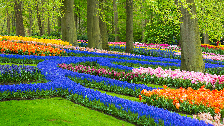 A vibrant garden scene with colorful tulip beds in shades of pink, red, and purple under tall trees with lush green leaves, creating a serene, sunny atmosphere.