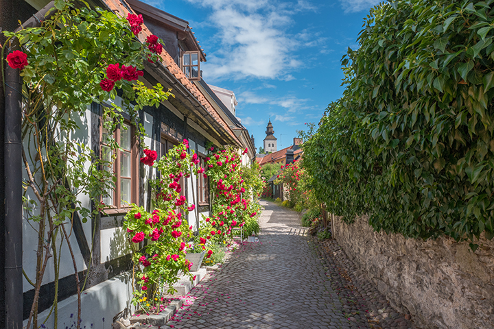 Stone lane lined with rose‑covered cottage and greenery in Visby.