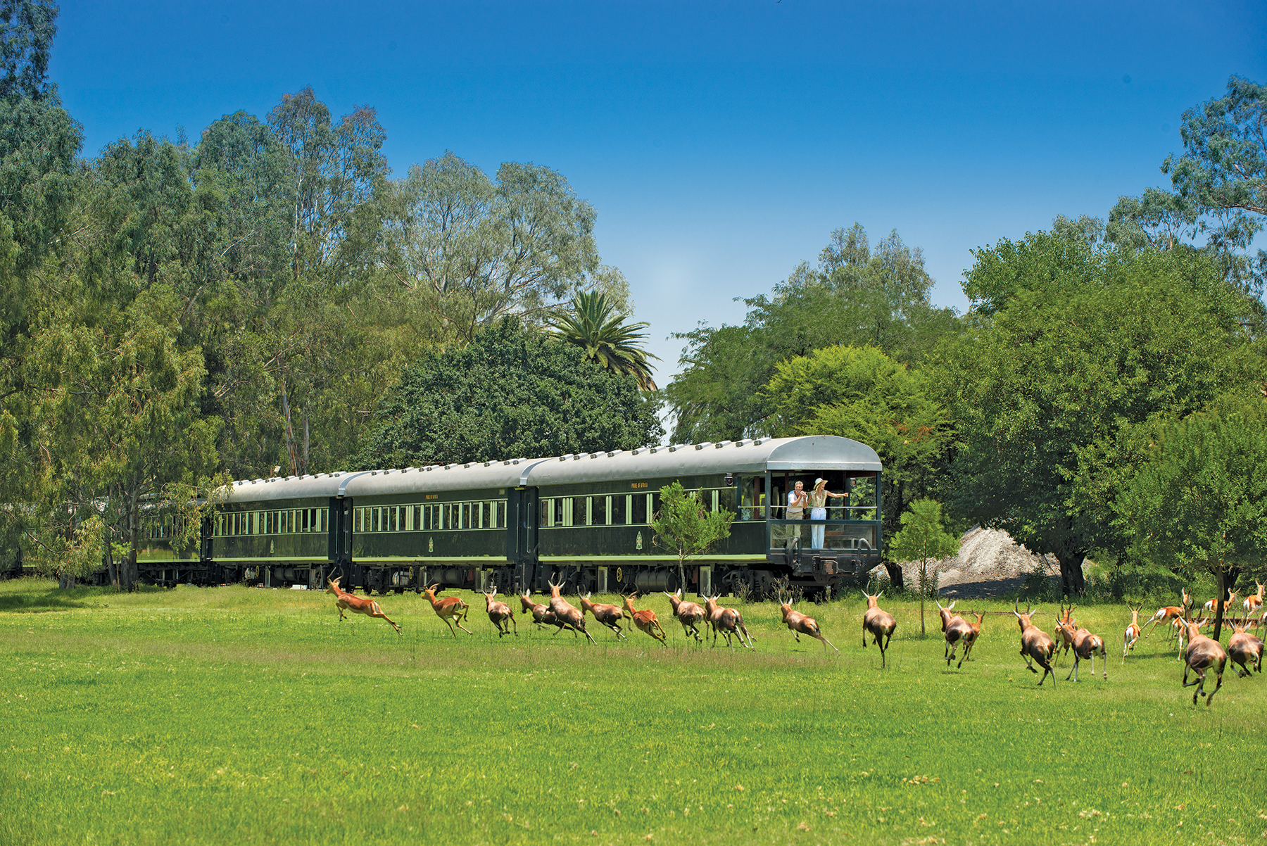 A herd of antelope runs across a grassy field in front of a passing train.