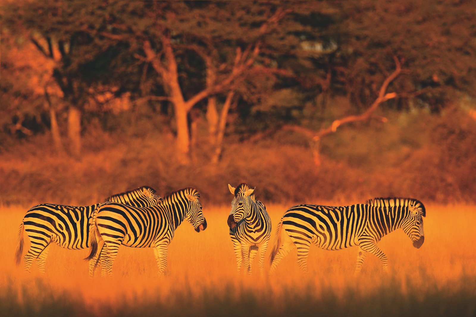 Zebras standing in tall golden grass at sunset.