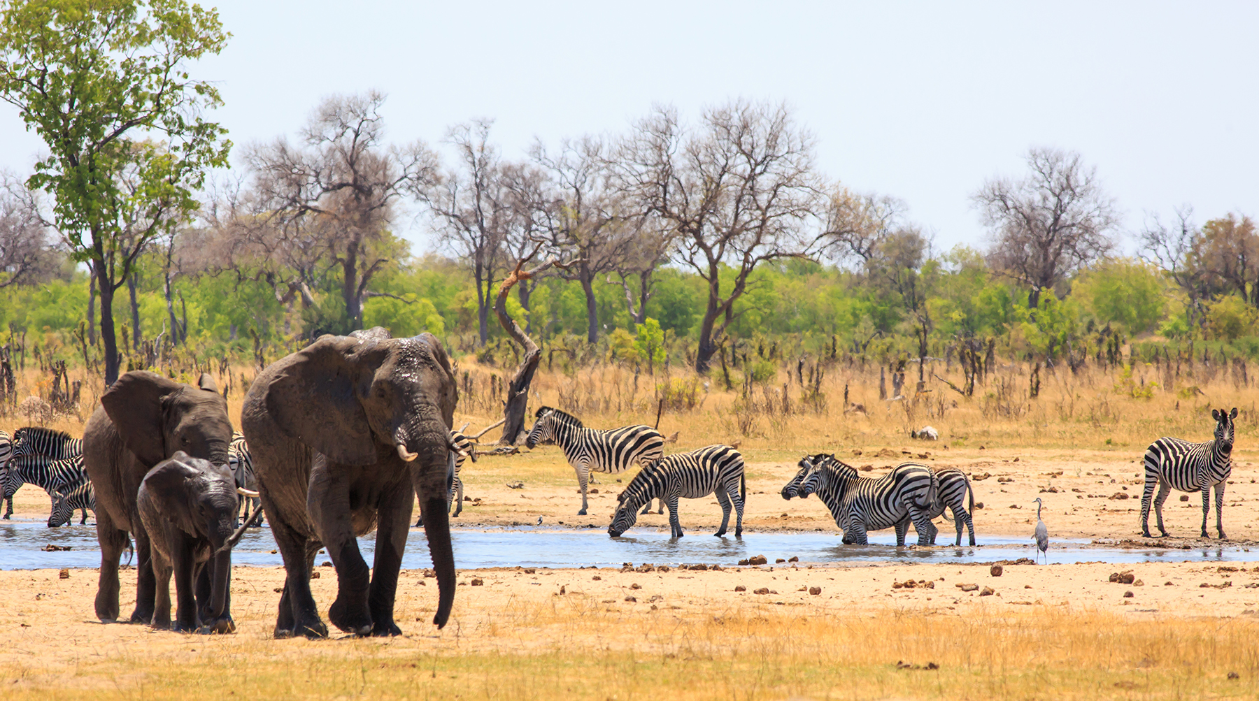 Elephants and zebras drinking at a watering hole in a dry savanna.