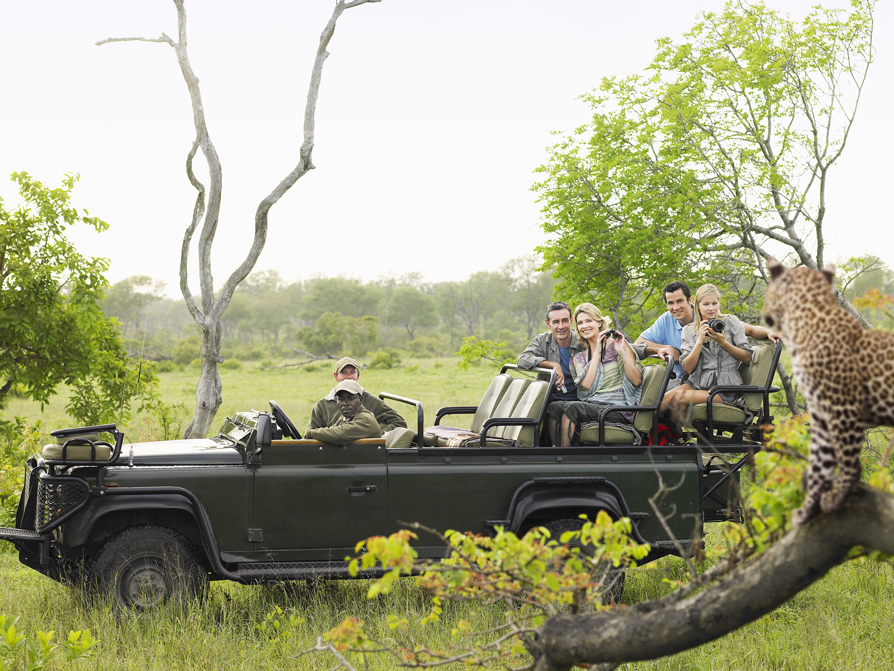 Safari vehicle stops near a leopard perched on a tree branch.