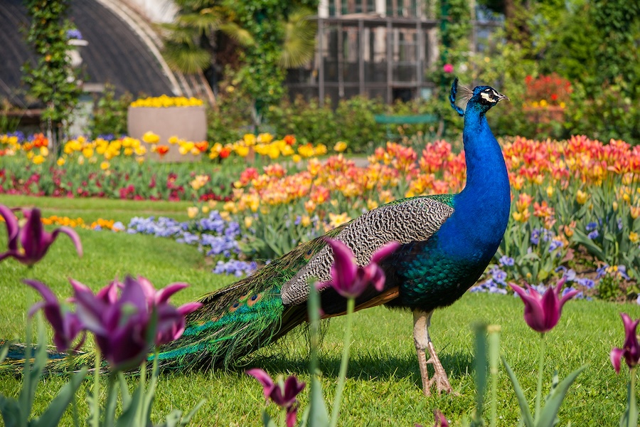 A peacock standing in a park full of brightly colored flowers