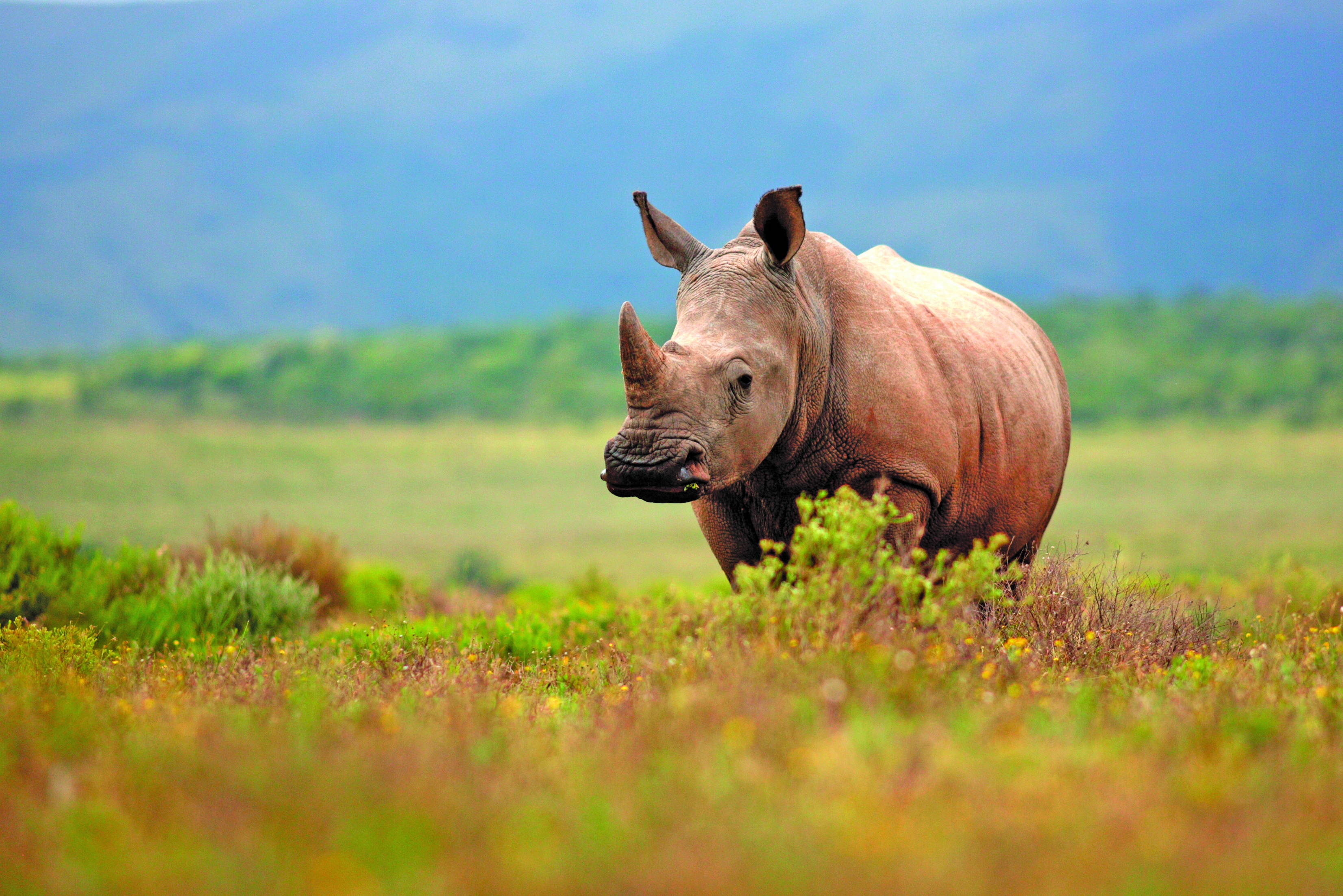 A rhino standing in a field with mountains in the background.