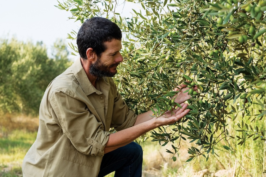 On a bright, sunny day, a farmer carefully inspects a lush olive tree in a peaceful, green farm setting.