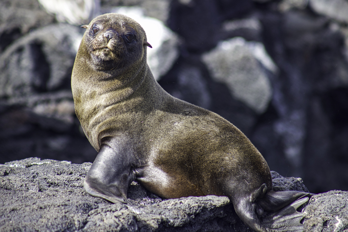 A seal resting on a rocky surface.