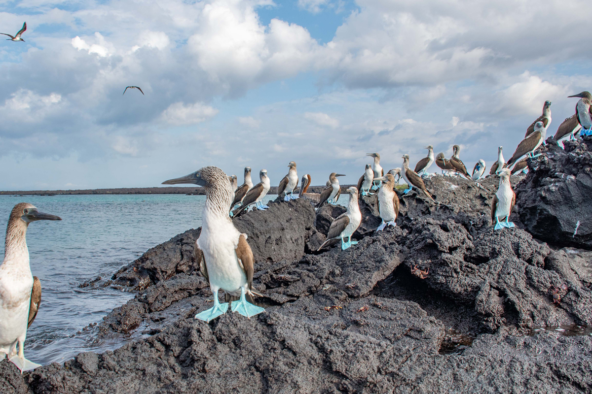 A group of seabirds with blue feet standing on dark volcanic rocks near the ocean.