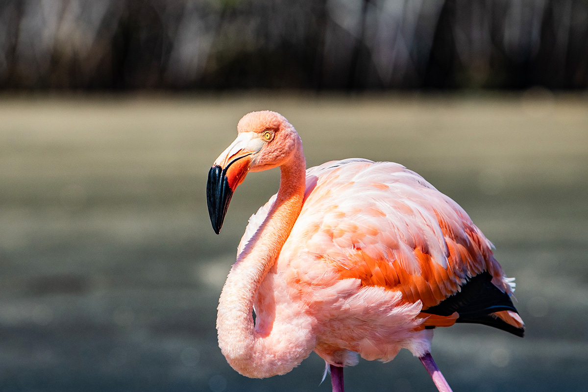 A pink flamingo standing in water.