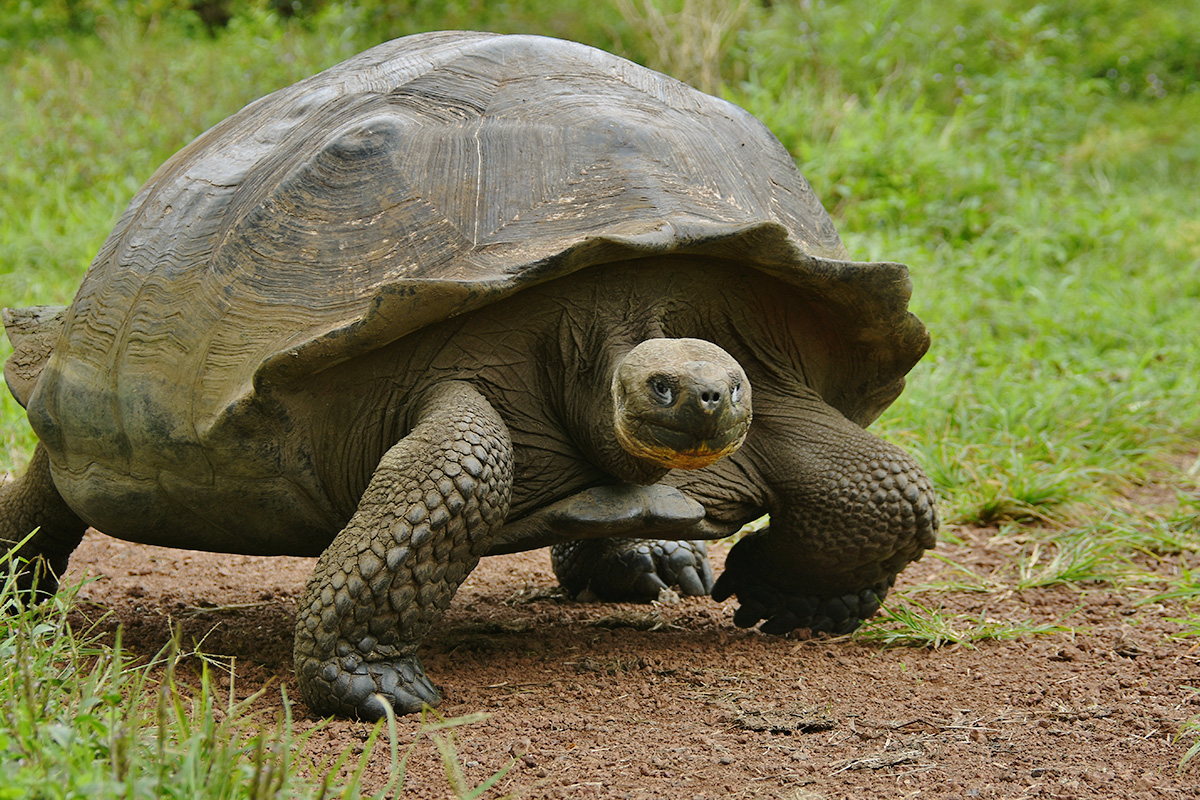 A giant tortoise walking on green grass.