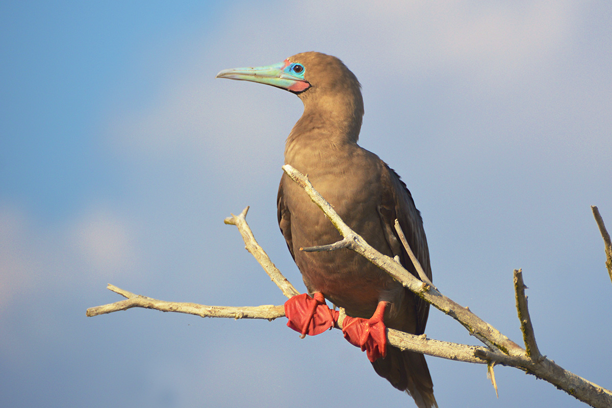 A red footed boobie bird perched on a tree limb.