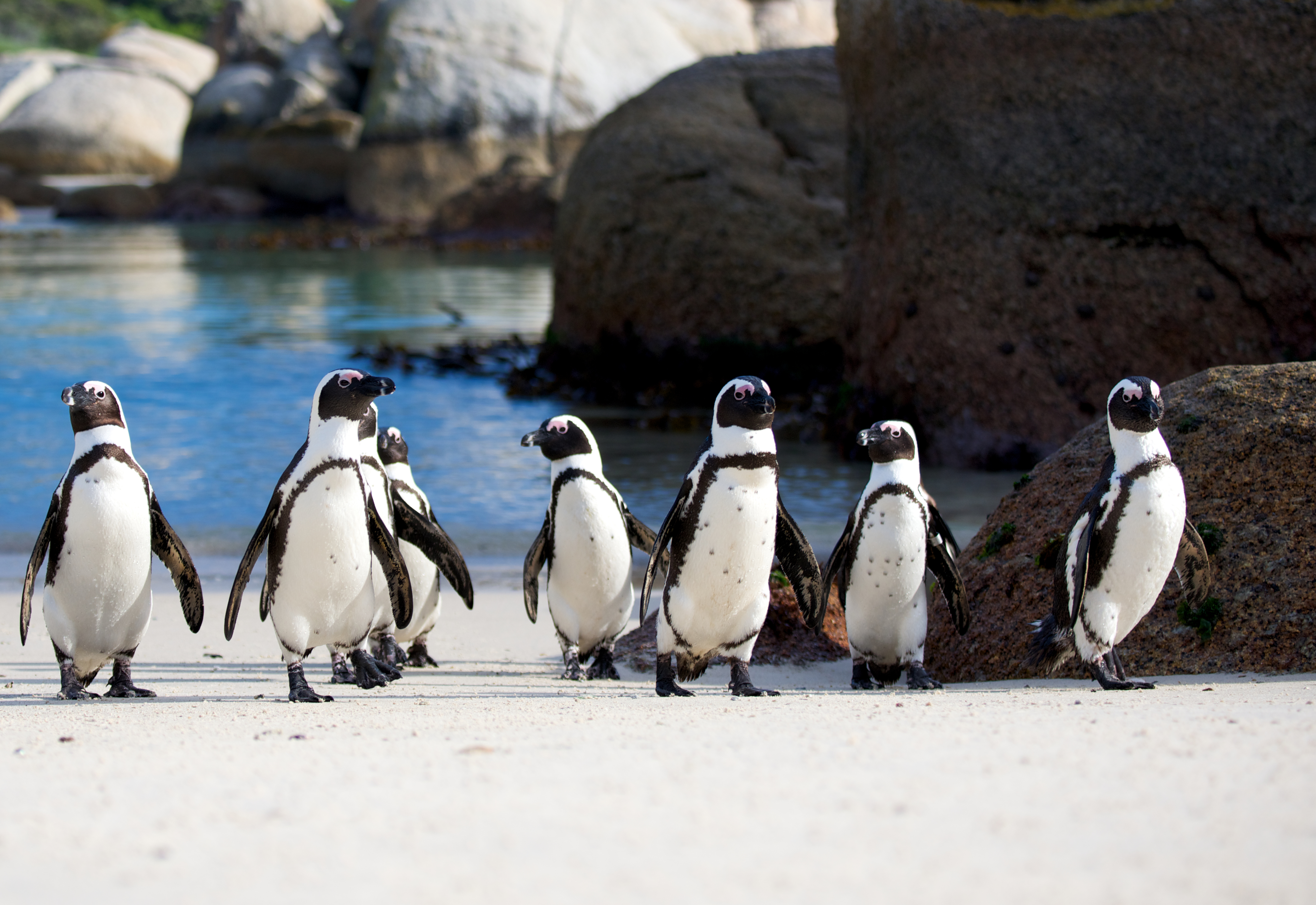 Group of penguins walking on a sandy beach near large rocks.