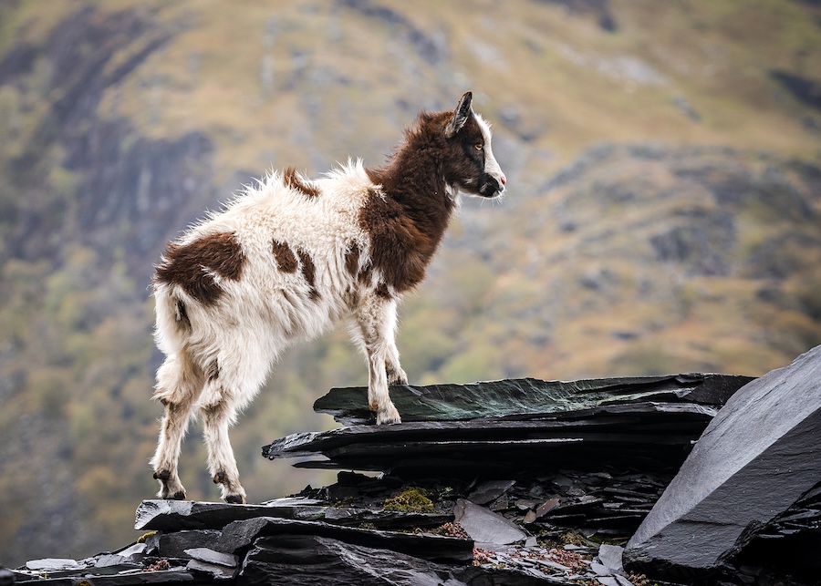 Snowdonia wildlife