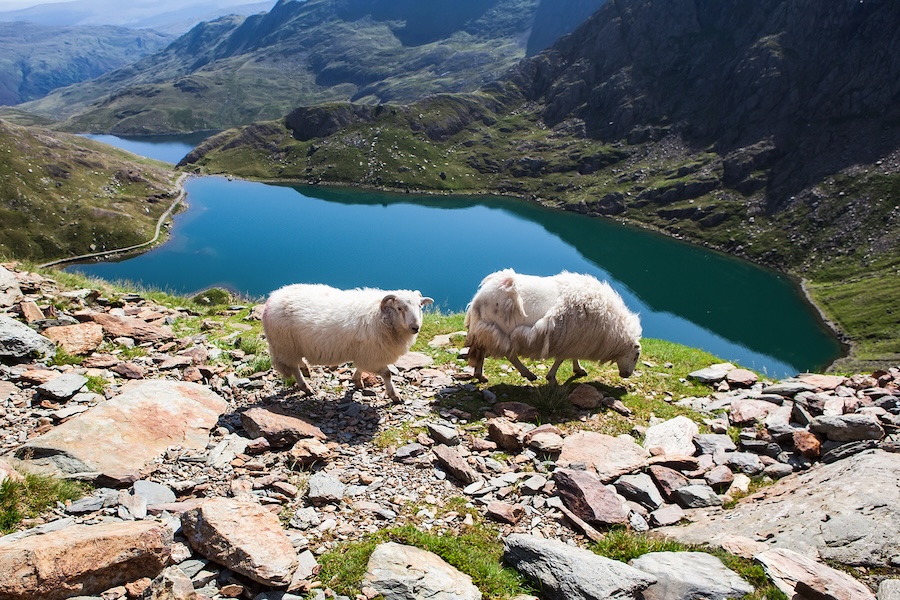 Two fluffy sheep graze on a rocky hillside overlooking a serene blue lake and majestic mountains under a clear, sunny sky. Peaceful and picturesque.
