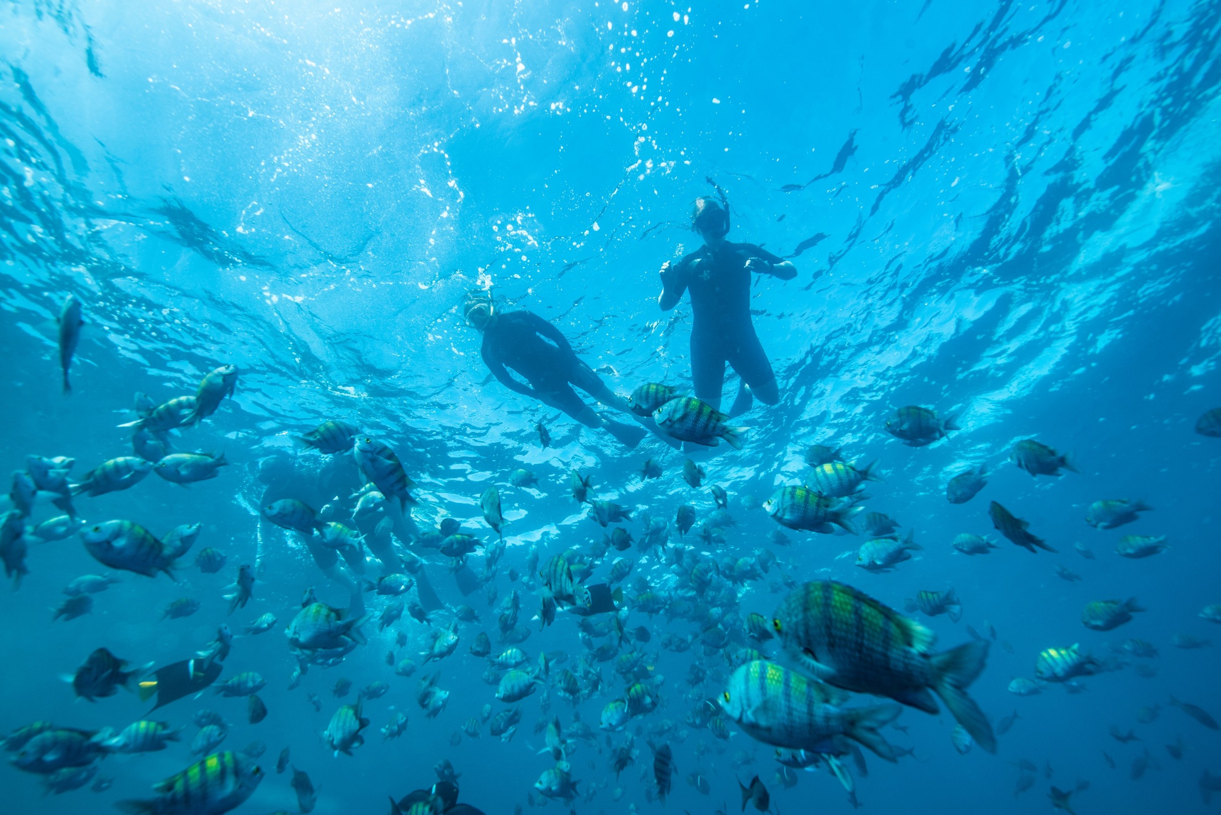 A person snorkeling in blue water with a school of fish.