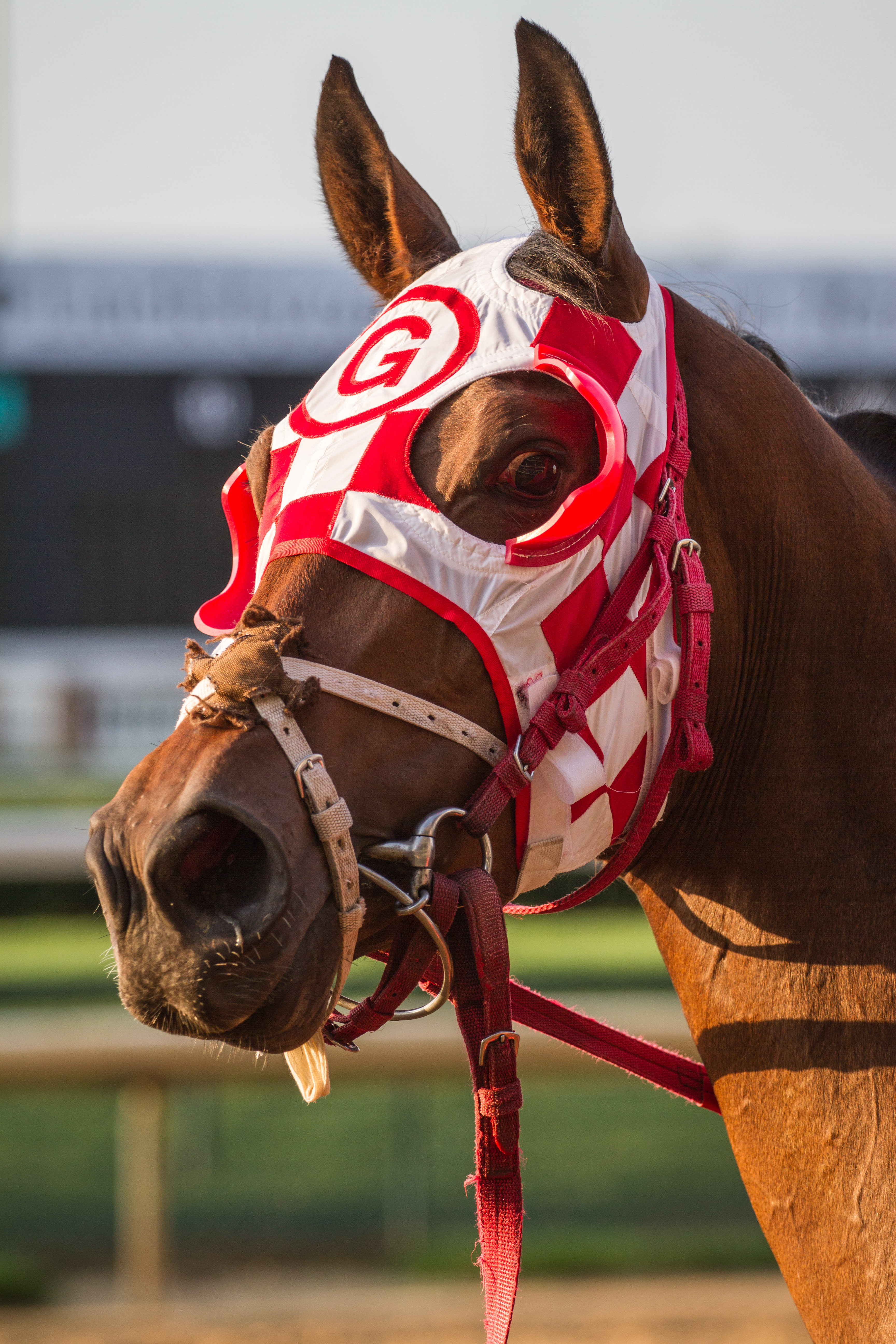 Close-up of a brown racehorse wearing red-and-white blinkers at a racetrack.