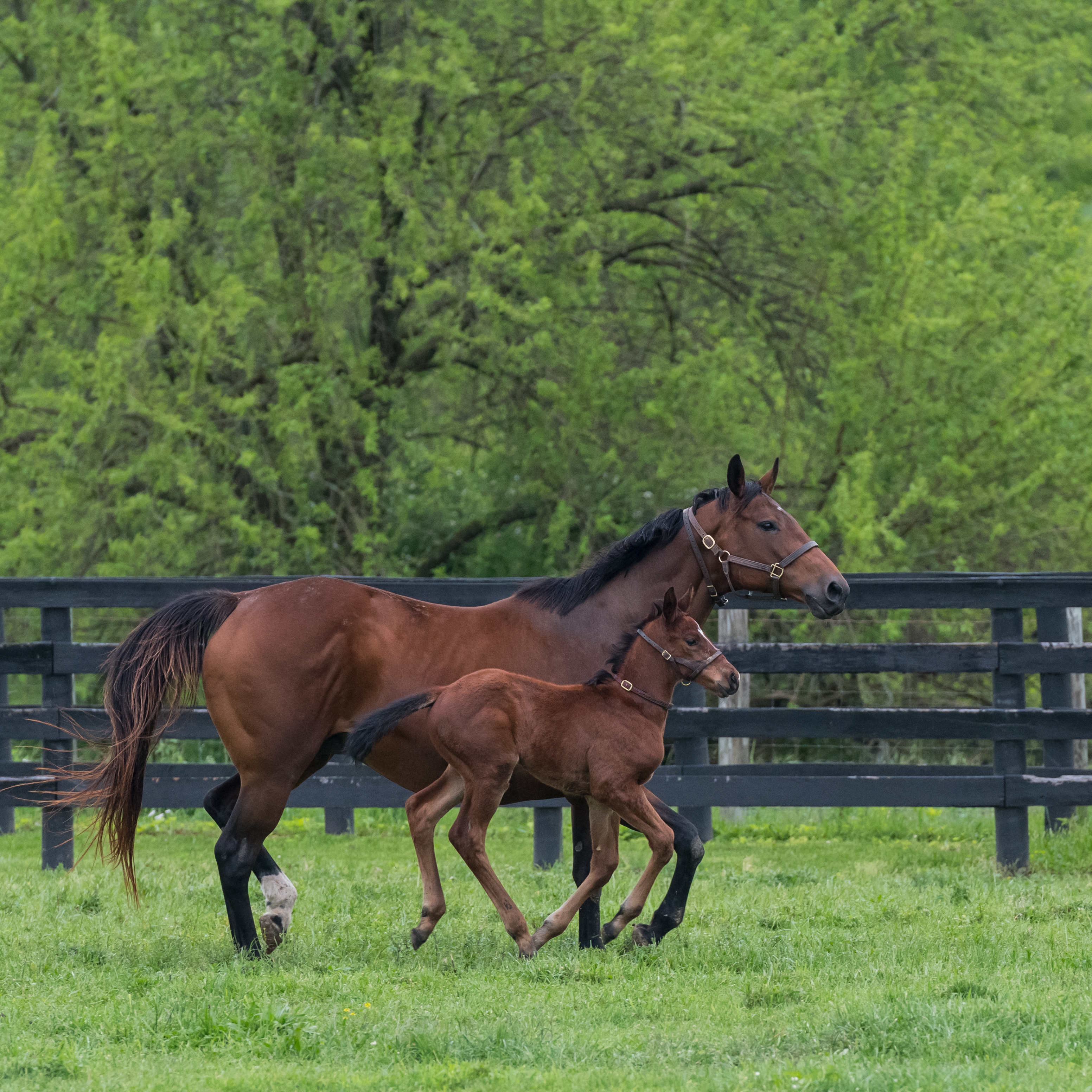 Bay mare and foal running side by side in a grassy paddock with a wooden fence.