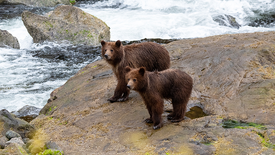 Two brown bears stand on a large rock beside fast-moving water, with one larger bear and one smaller bear near a stream.