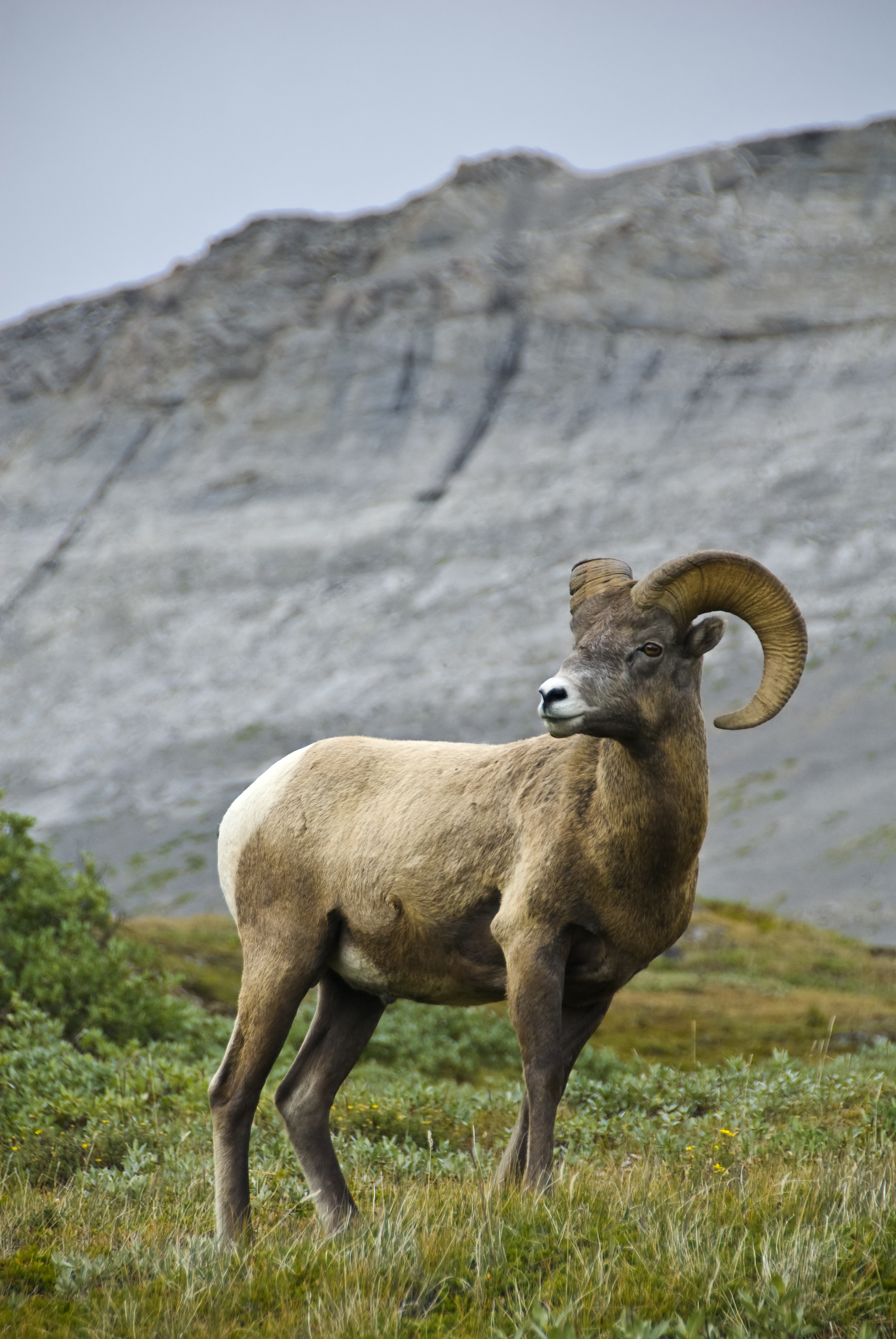 A bighorn sheep standing in an alpine meadow beneath rocky mountain cliffs in Banff National Park.