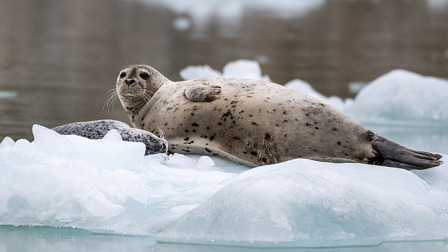 A spotted seal lies on a piece of floating ice, surrounded by calm water with small ice chunks nearby.