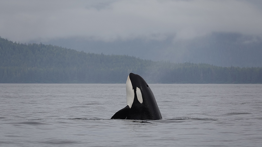 A killer whale surfaces upright in calm ocean water, with a distant forested shoreline and cloudy sky in the background.