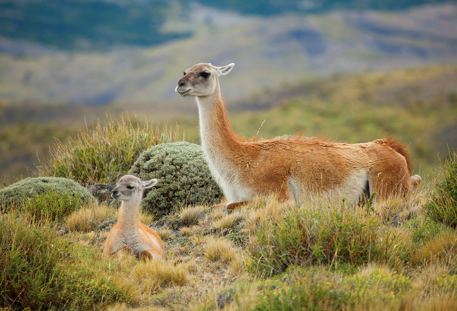 Family of guanacos grazing peacefully in the grassy plains of Torres del Paine National Park, Chile, with mountains in the background.