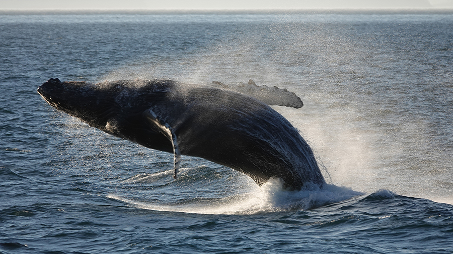 A humpback whale leaps out of the ocean, splashing water as it breaches above the surface.