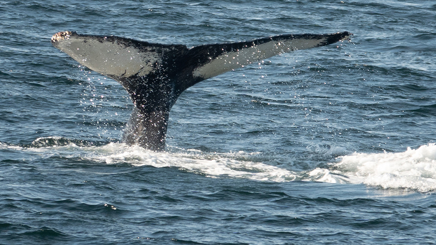 The tail of a whale rises out of the ocean, dripping water as it dives back beneath the surface.