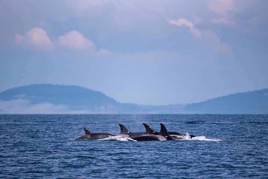 A group of orcas swimming together in the ocean, with their dorsal fins visible and distant land in the background.
