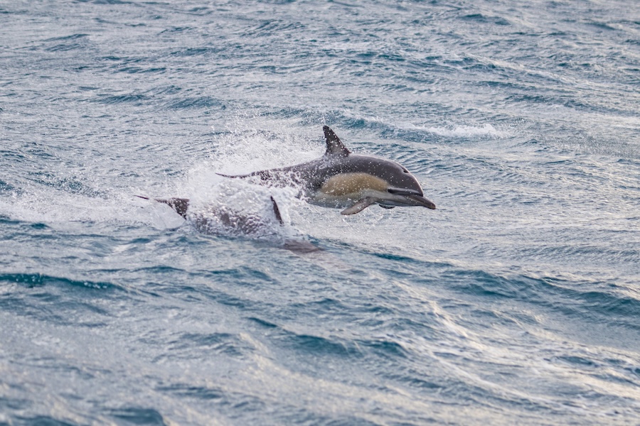 A dolphin leaping out of the ocean with splashing water around it.