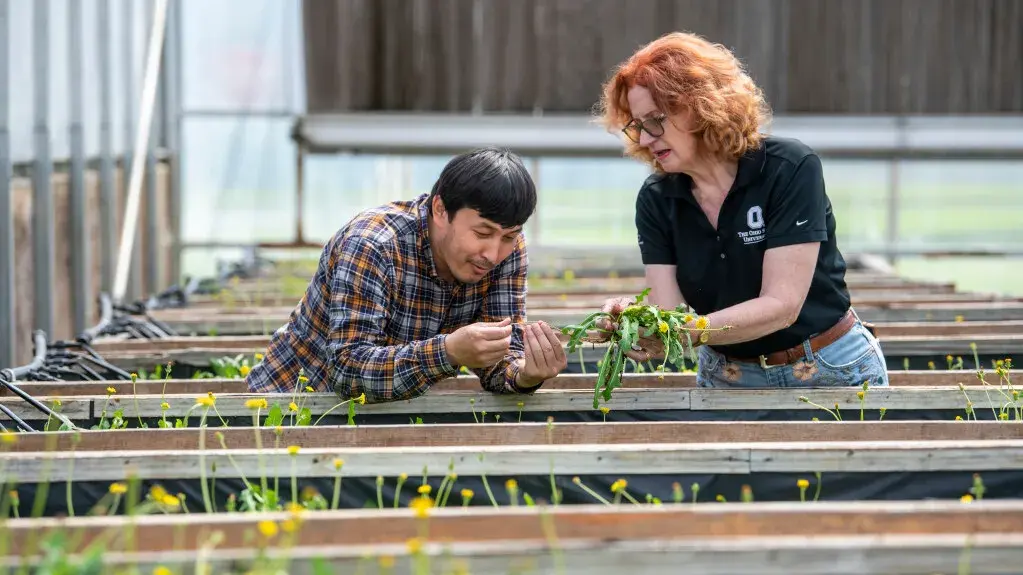 Katrina Cornish examining dandelions with visiting fellow Meirambek Mutalkhanov