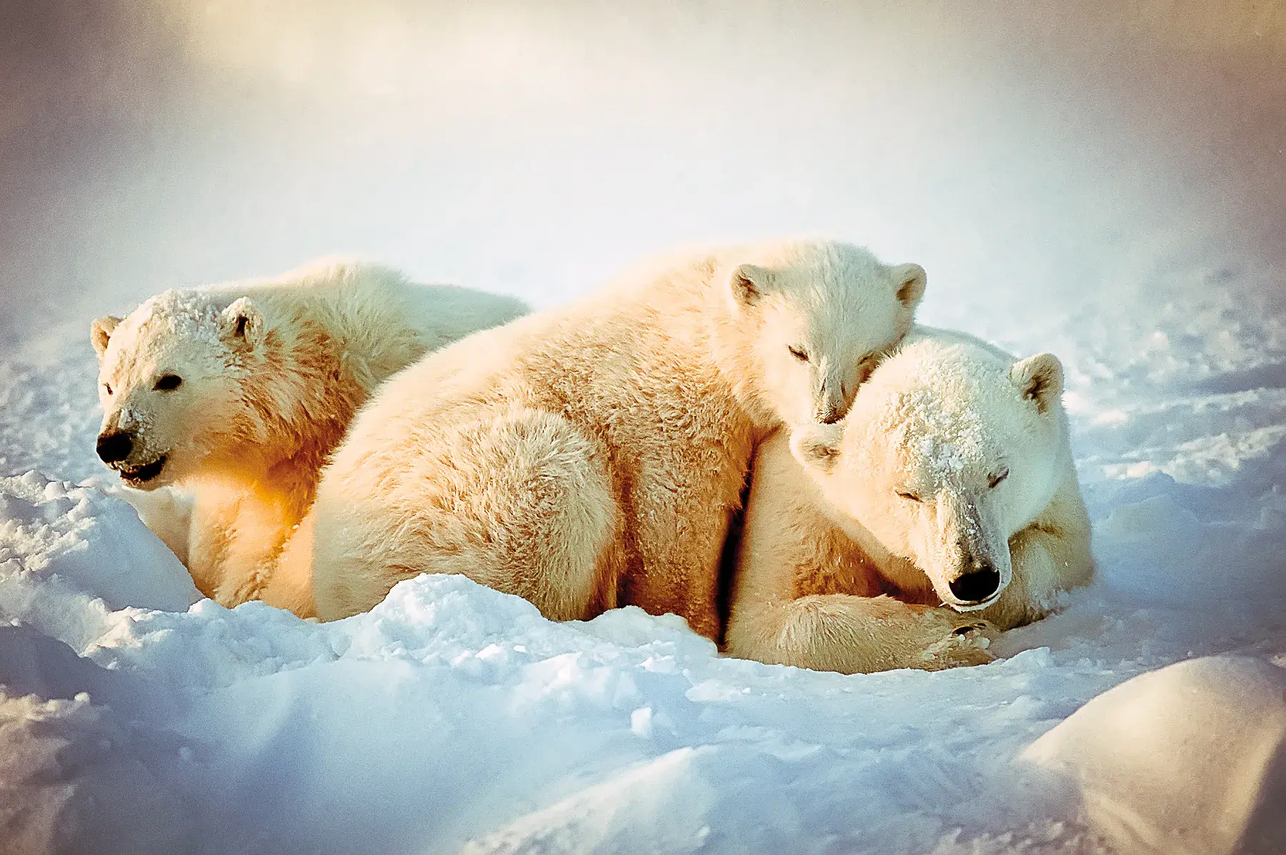 three polar bears cuddled up