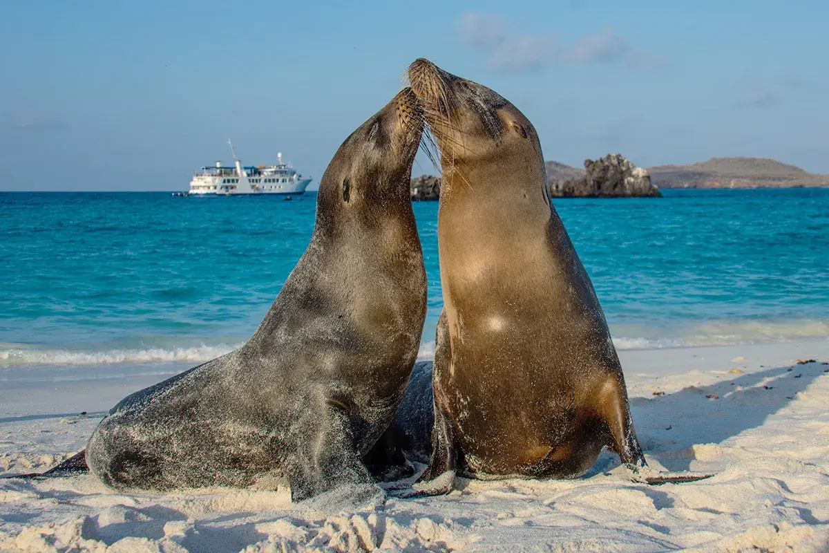 Sea lions on the beach