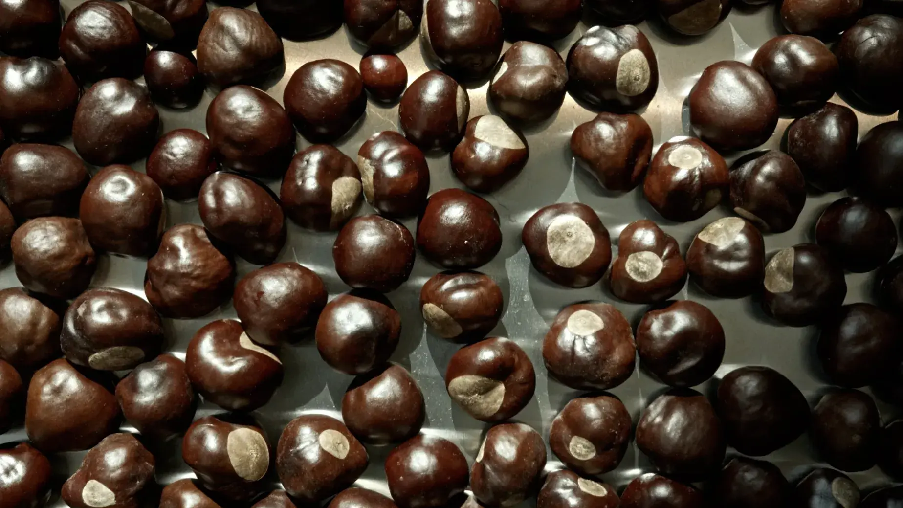 Buckeye tree nuts sitting on a table top