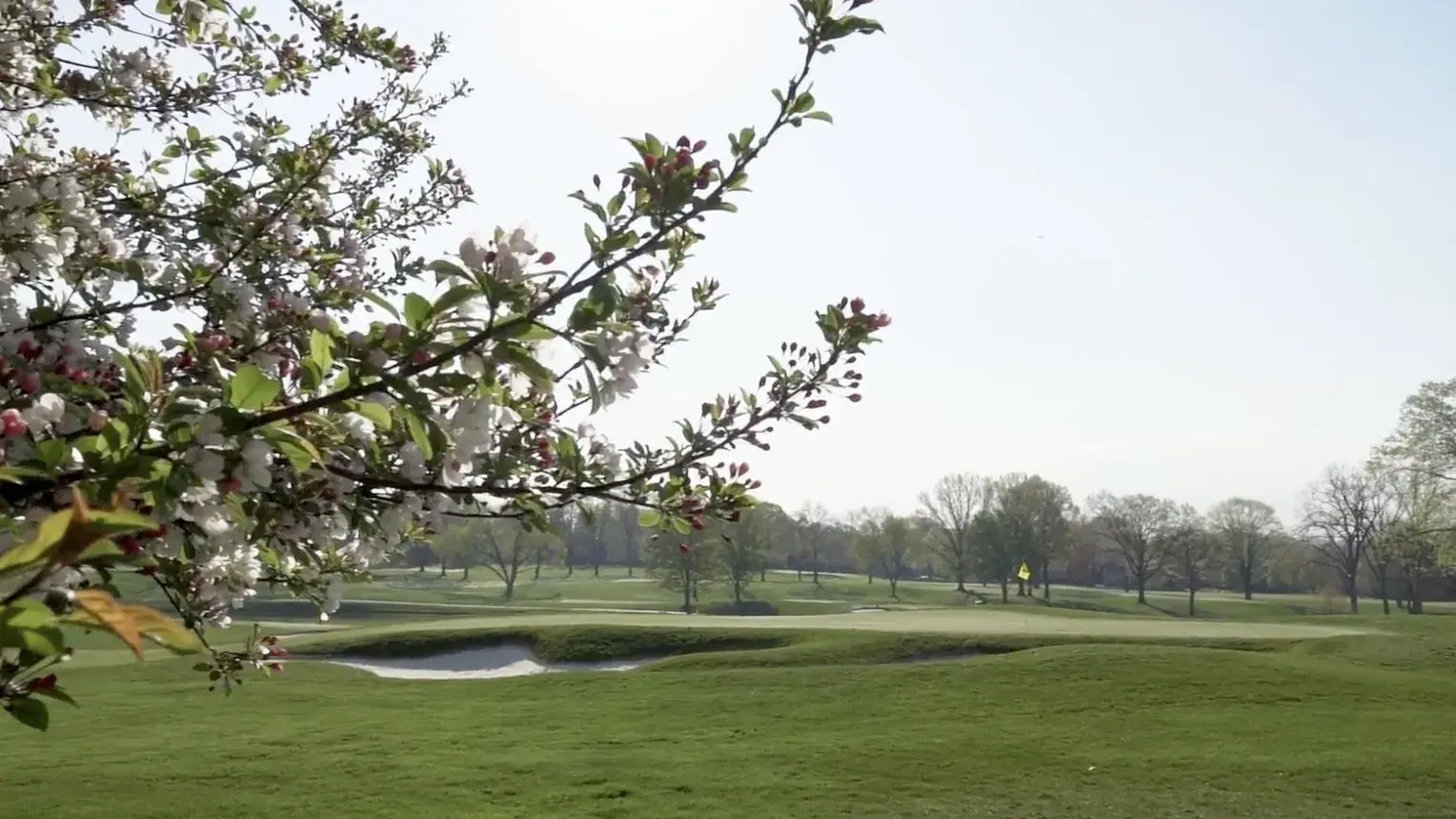 view of a golf course from behind a flowering tree