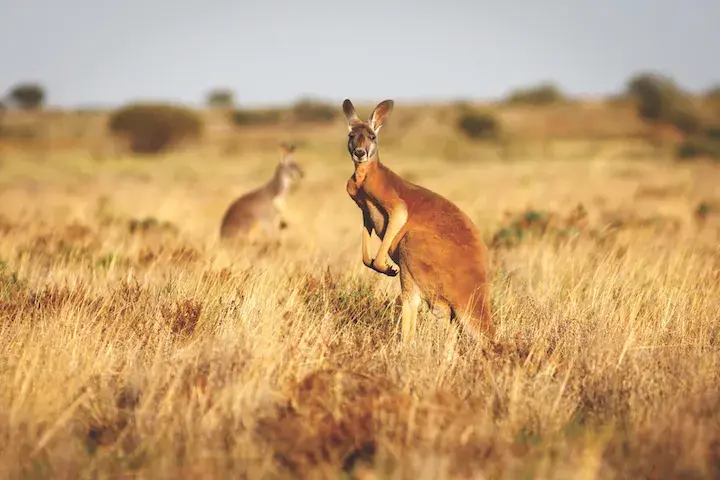 Kangaroos in the wild