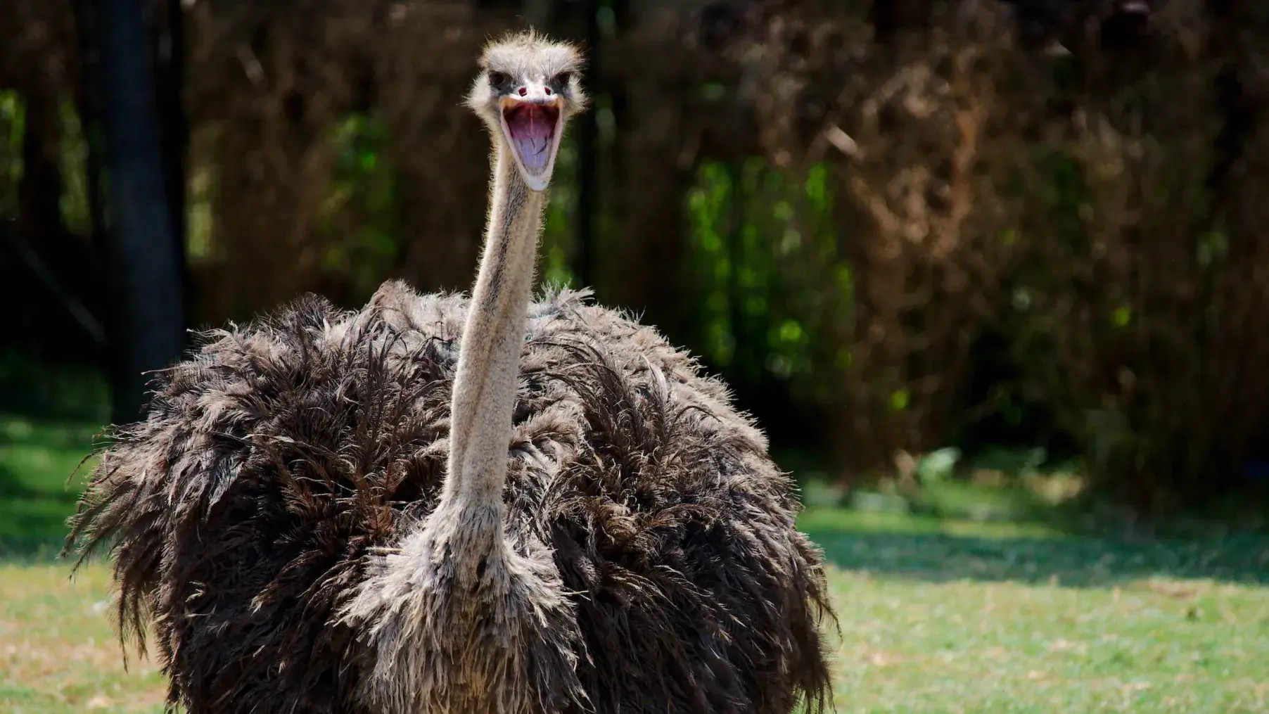 ostrich