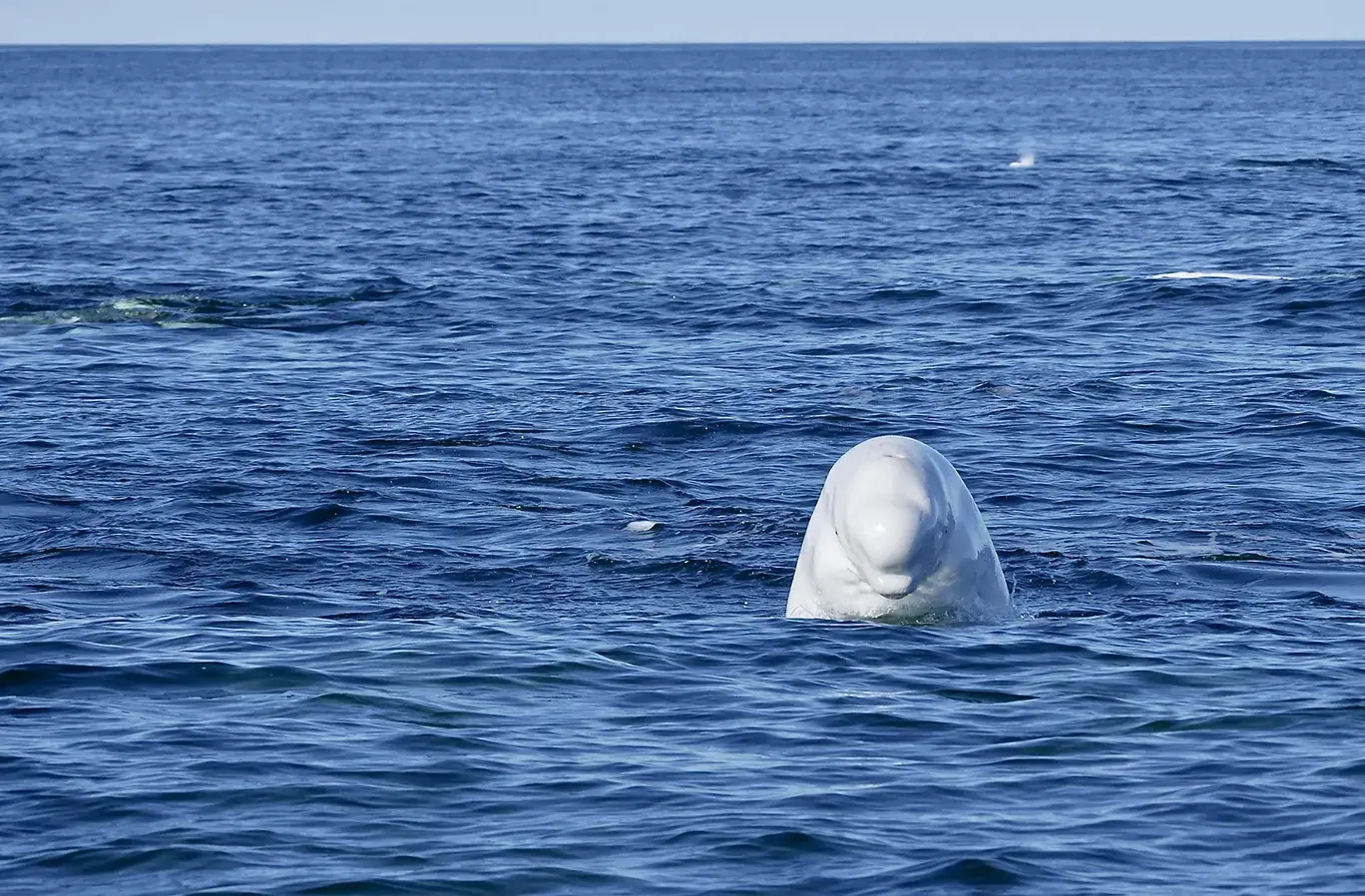 Beluga