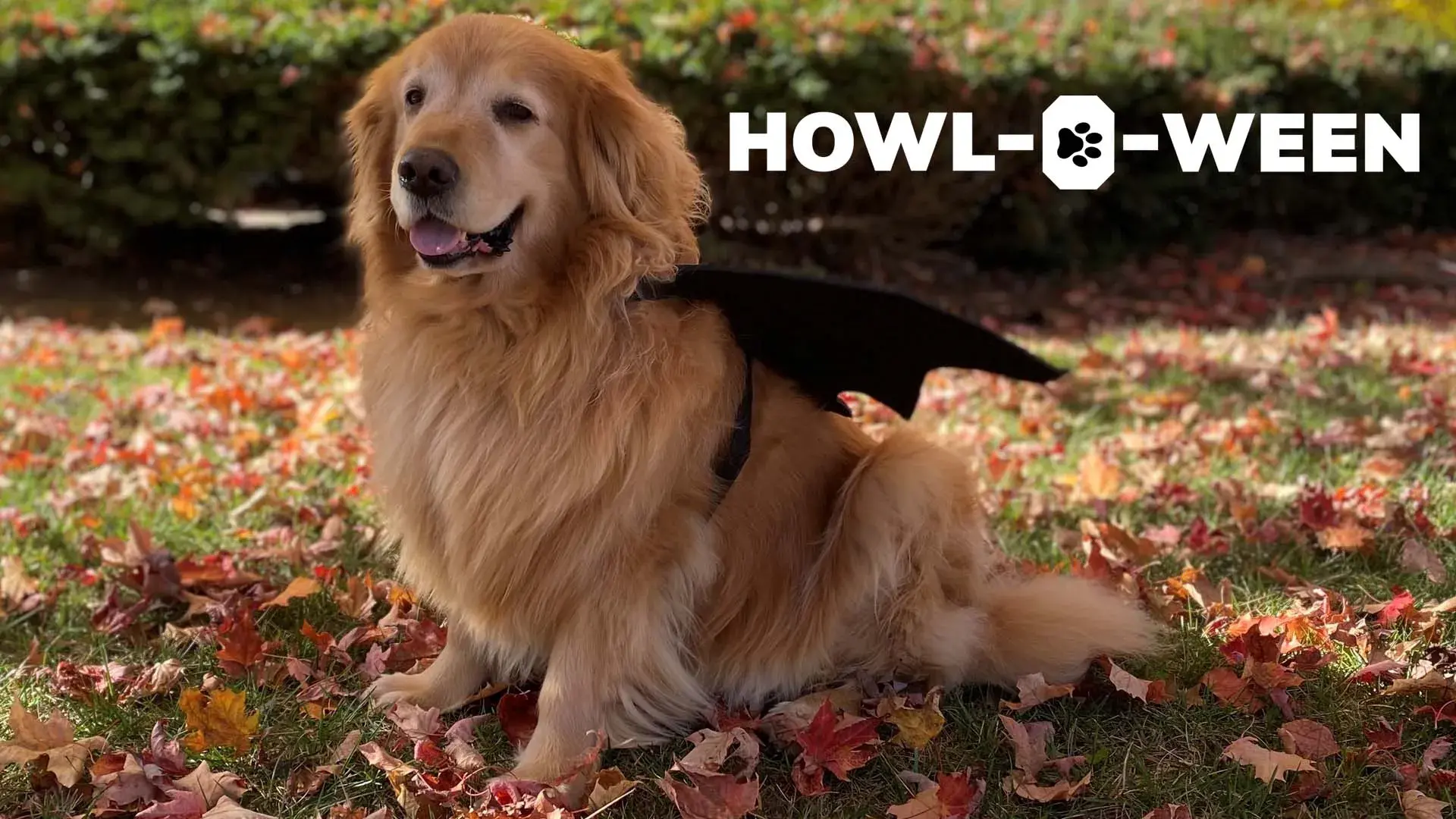 A Golden Retriever dog dressed up with bat wings and sitting in leaf-covered grass with text reading Howl-O-Ween
