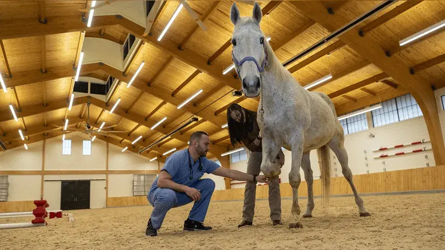 Shadow Montag and Associate Professor-Clinical Alison Gardner ’15 MS work with a horse at the new Ralph Rogan Equine Performance Evaluation Arena. (Photo by Rick Harrison)