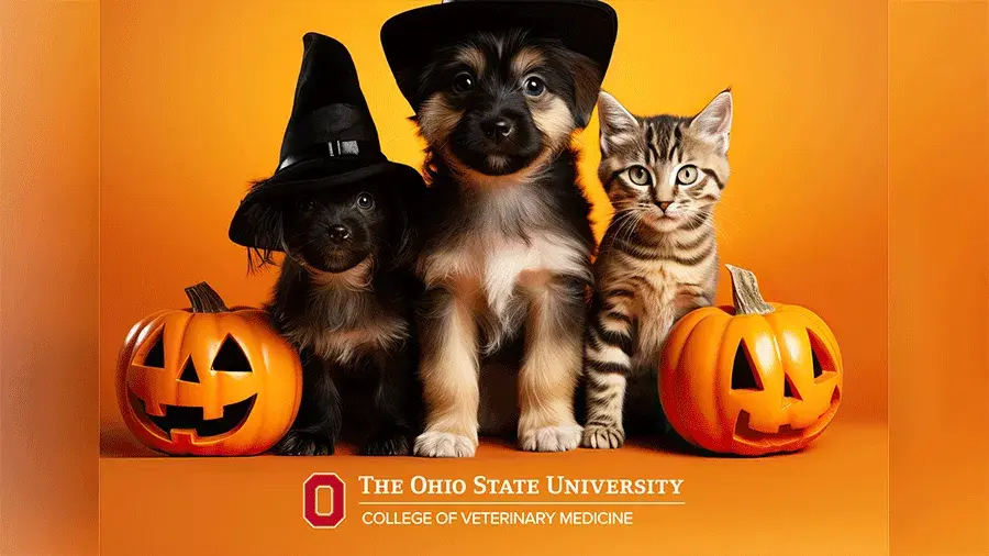 Two puppies wearing Halloween themes hats and a kitten sandwiched between two pumpkins